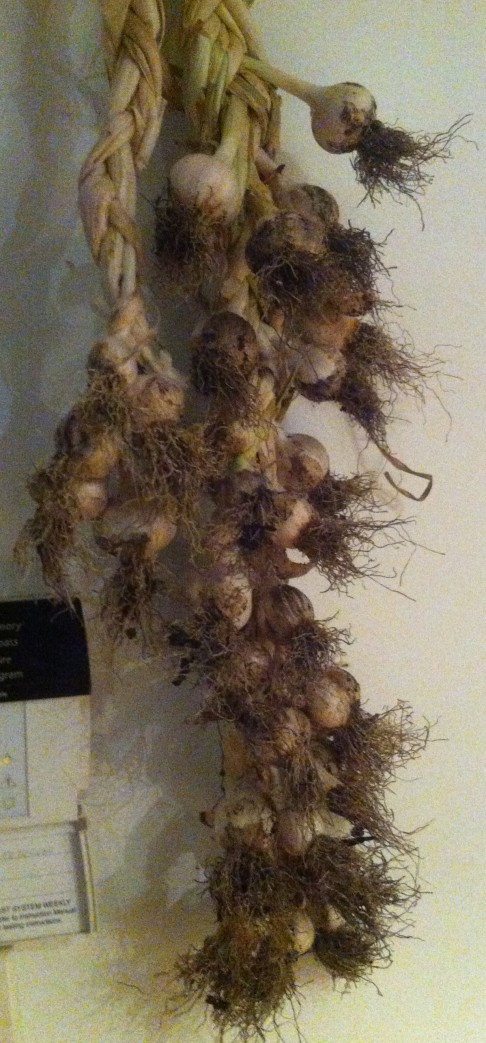 Garlic bulbs homegrown